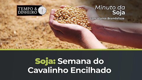 Soja em semana de Cavalinho Encilhado