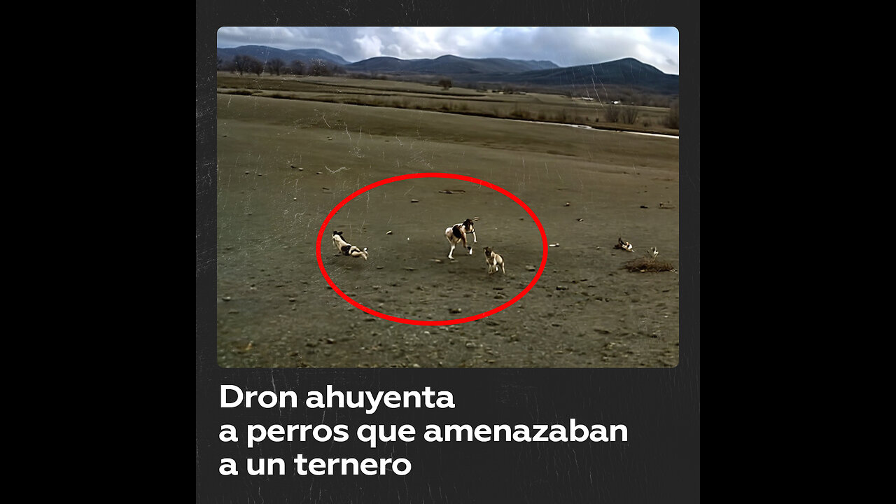 Usa un dron para alejar a perros que se acercaron a un ternero