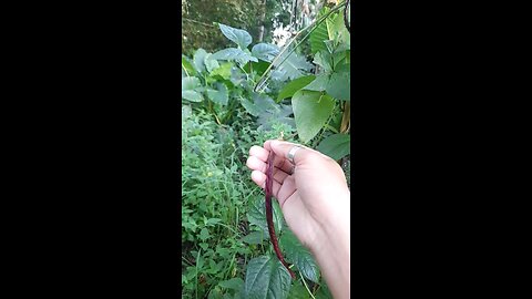 String Beans Picking - ASMR