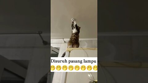 Kucing pintar #kisahnyata #kucing #neko #shorts