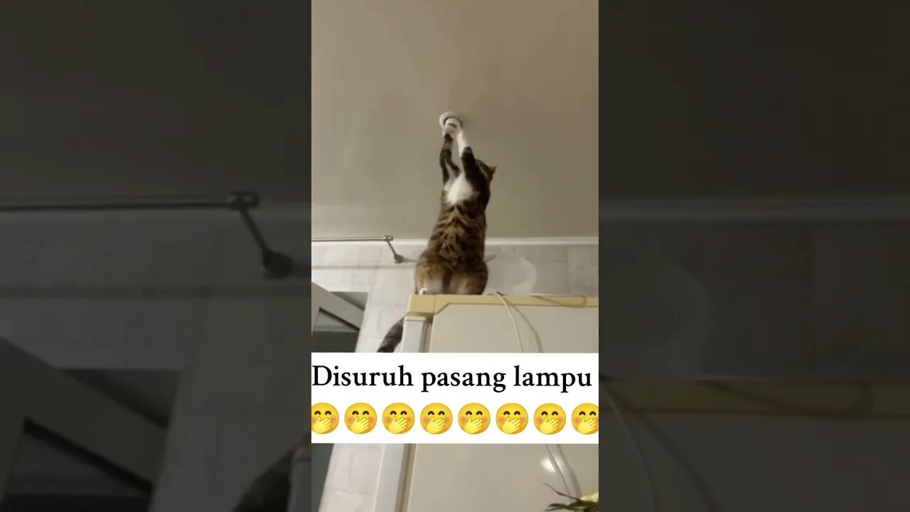 Kucing pintar #kisahnyata #kucing #neko #shorts