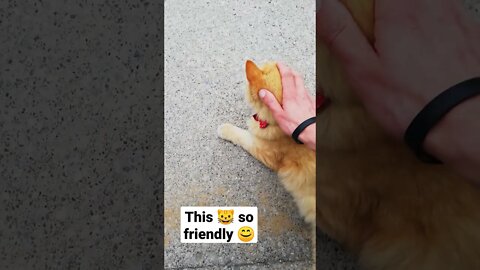 another friendly neighborhood 🐱