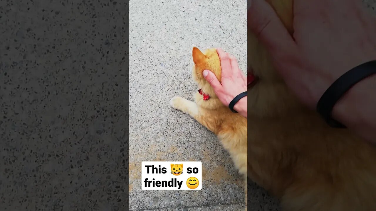 another friendly neighborhood 🐱