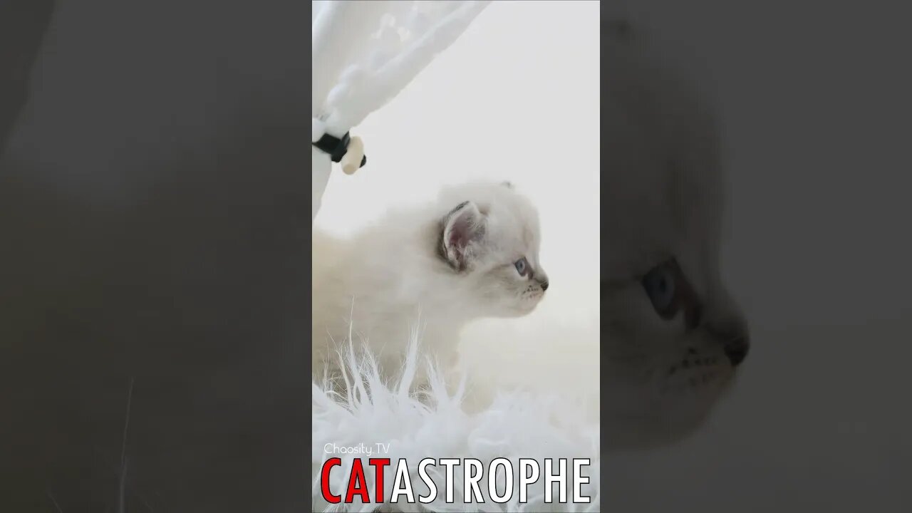 😼 #CATASTROPHE - Curiosity in a Sea of White: Fluffy White Ragdoll Explores the World 🐈