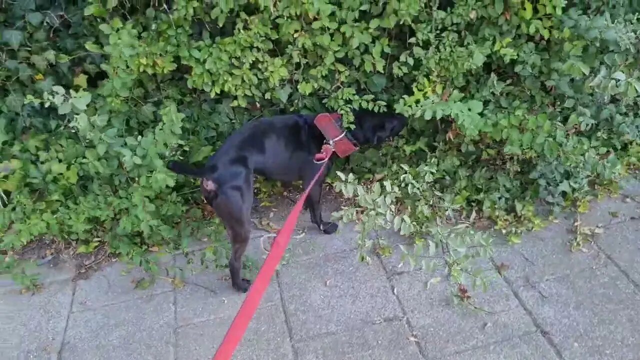 Breaking preydrive cycle towards poultry in Patterdale Terriers. Black fell dogs chickens birds hens