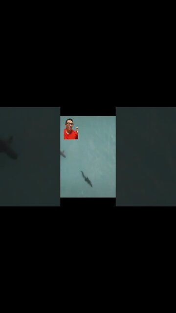 A Saltwater Crocodile swam how far??