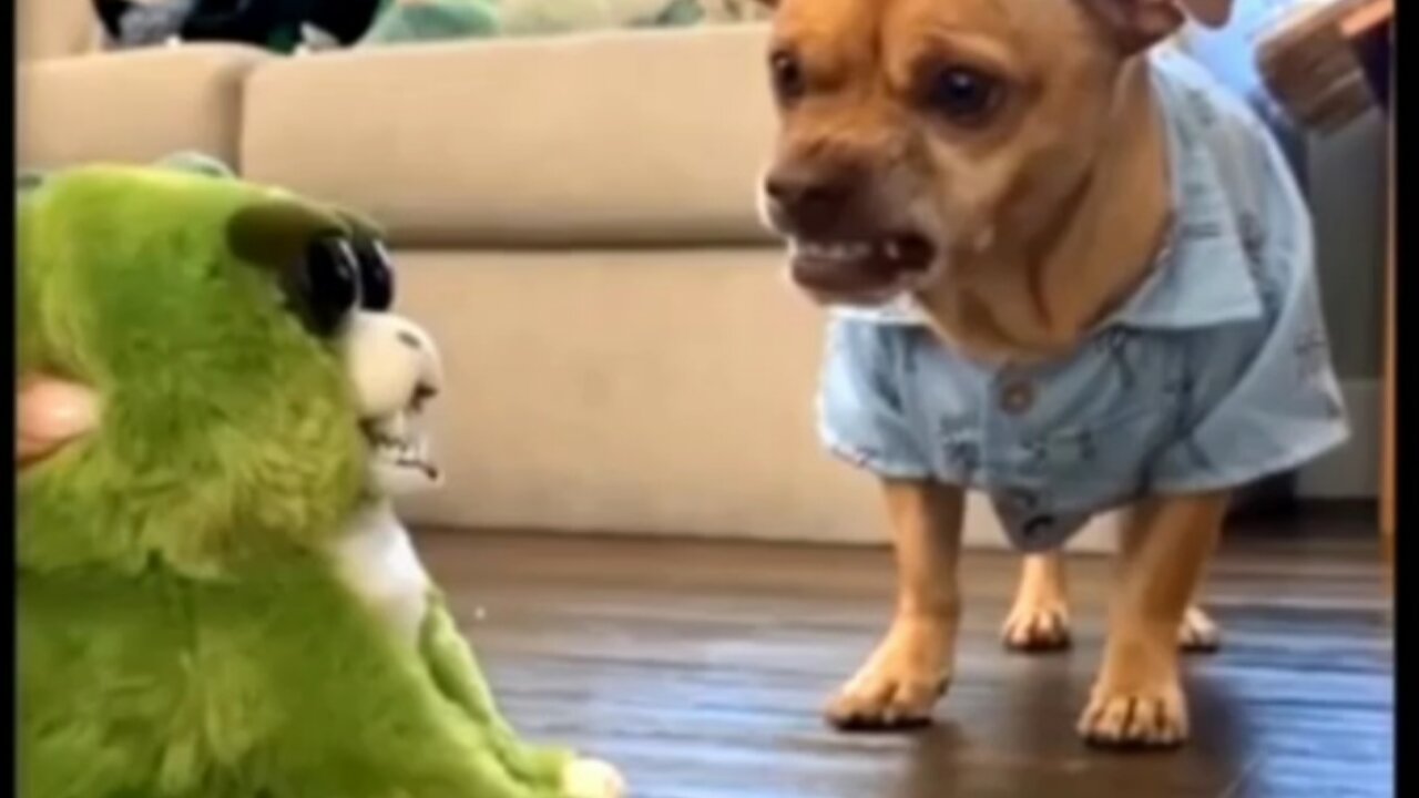 Cute Dog Playing With Doll || Funny Video