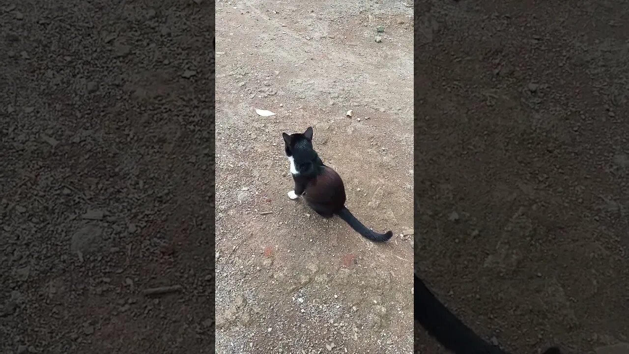 Country cat #nungguin teman#shortvideo #kucing viral di bulu merah