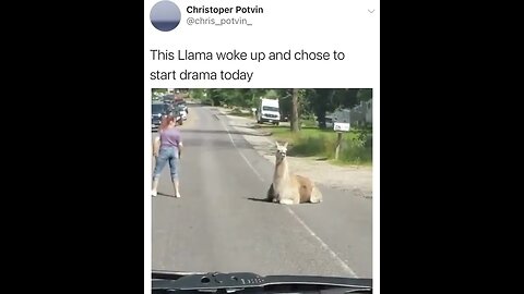 Llama being drama.