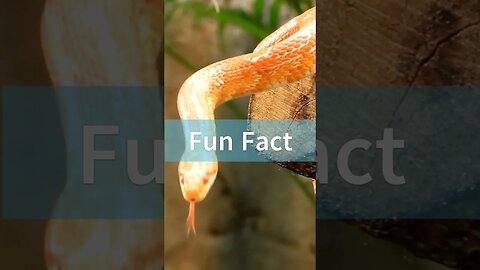 Earthquake Snake #funfacts