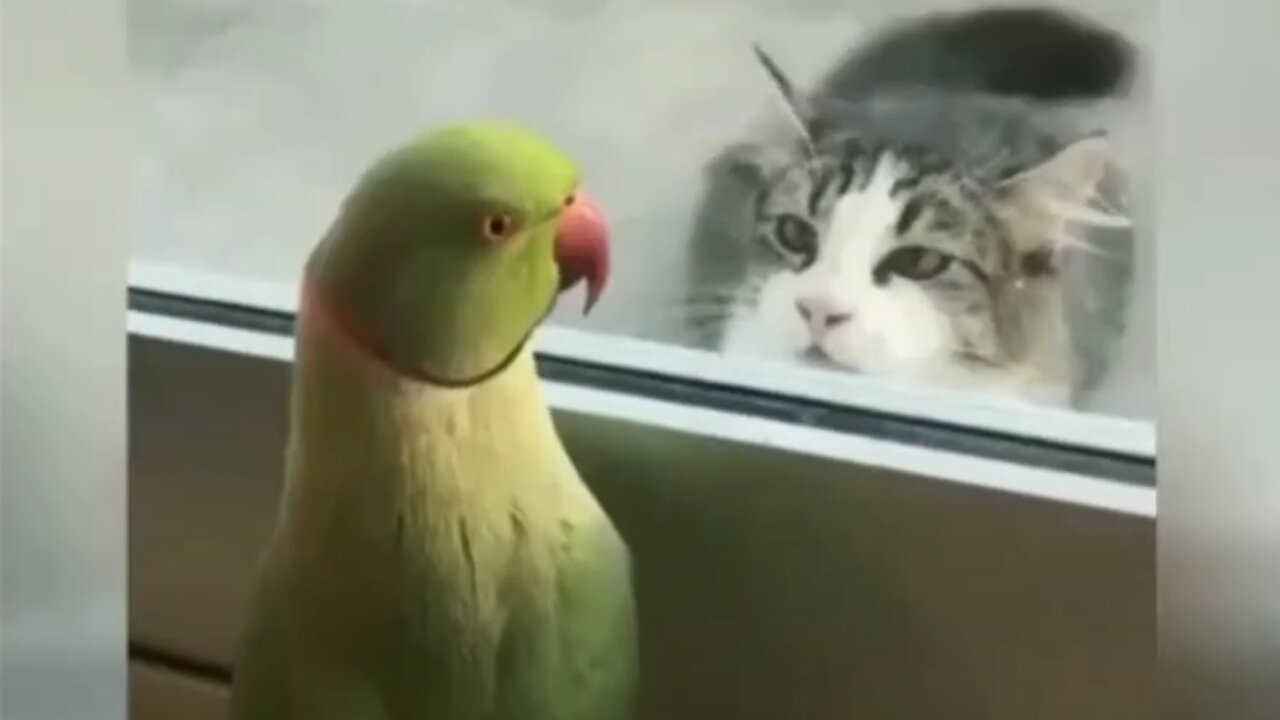 Funny animal videos / Cute animal videos / Funny dog & cat videos / Hilarious pet videos