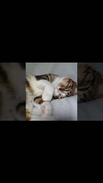 A Sleepy Cat #shorts