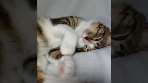 A Sleepy Cat #shorts