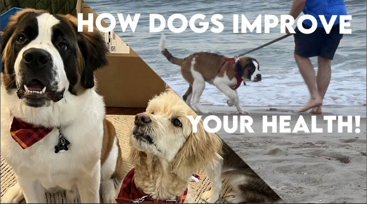 How Dogs Improve Your Health!