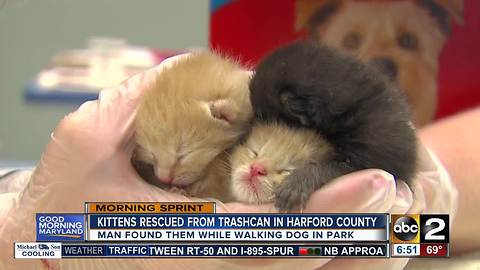 Kittens rescued by passerby in Harford County