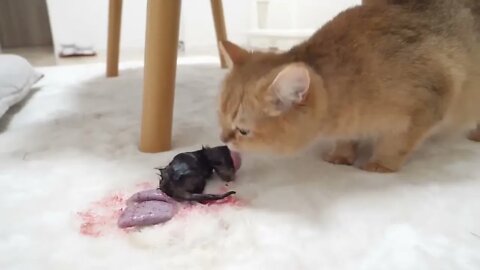 How kitten Kiki grows up: from 0-30 days