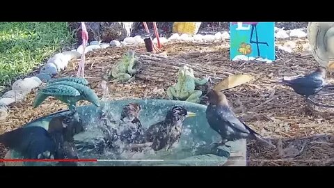 Bird Bath Time