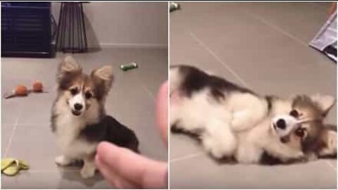 もはや女優なこの犬！