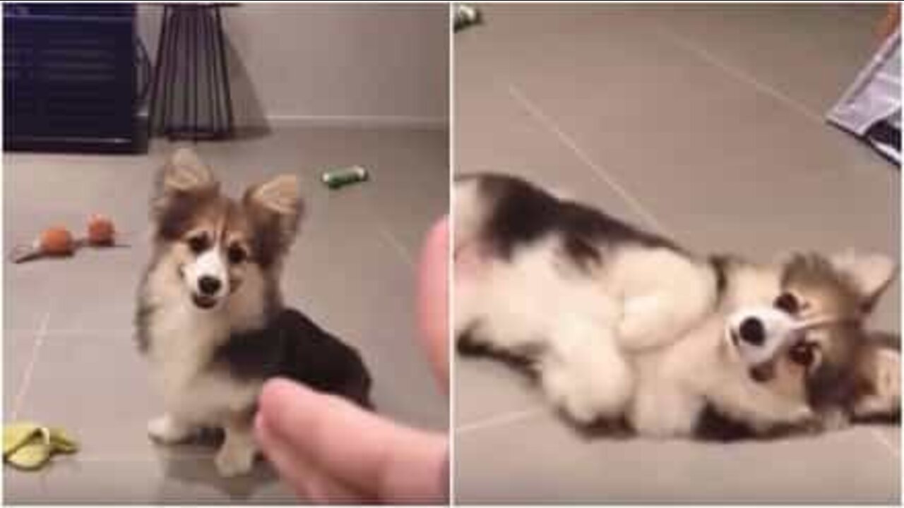 もはや女優なこの犬！