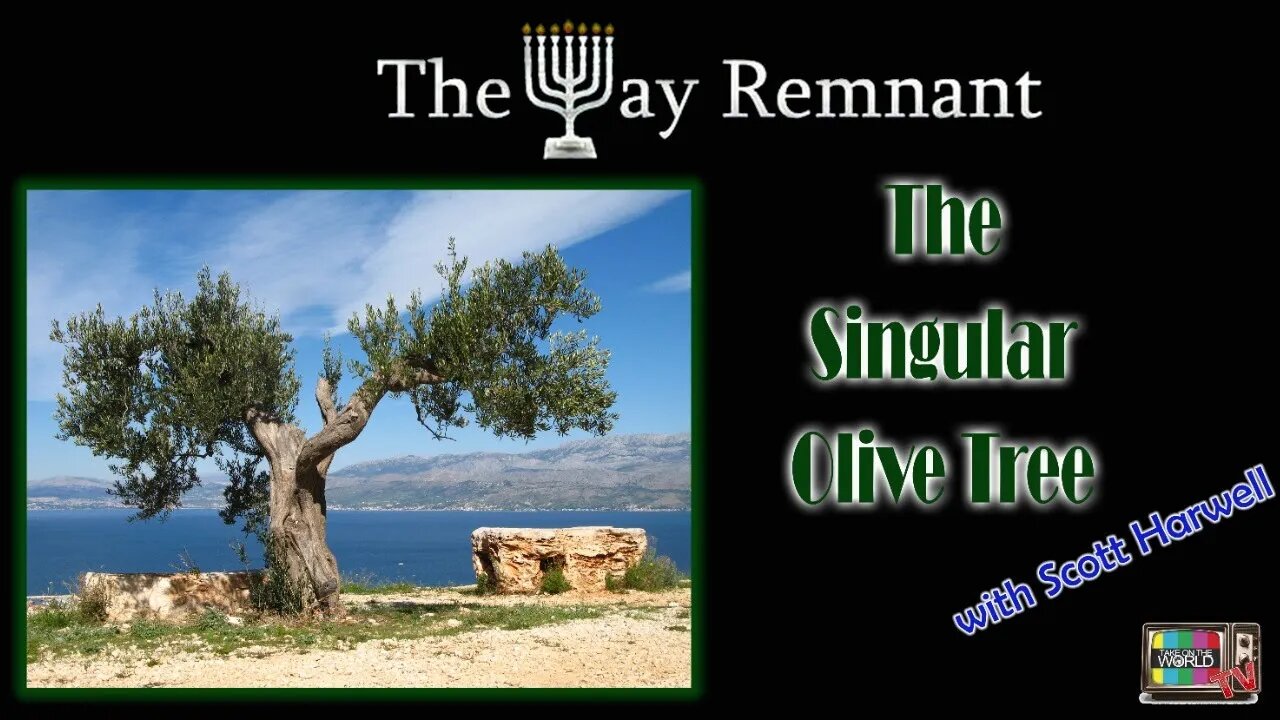 The Singular Olive Tree with Scott Harwell