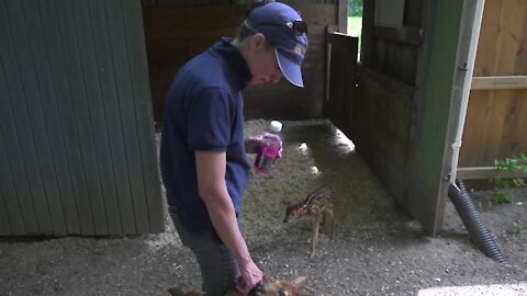 East Lansing's Cheryl Marsh has rehabilitated over 3,380 Michigan animals - you can help