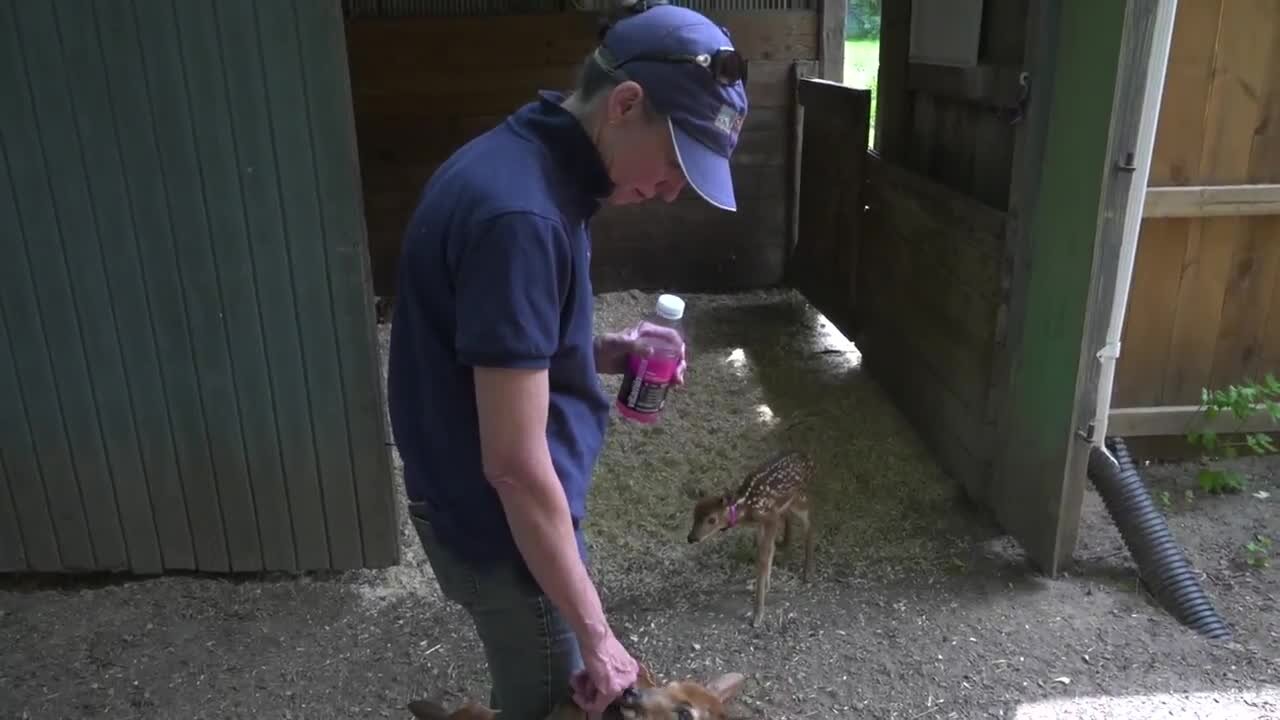 East Lansing's Cheryl Marsh has rehabilitated over 3,380 Michigan animals - you can help