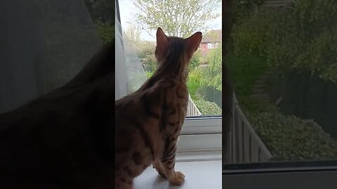 Bengal cat Bedford watching birds through the window #bengalcat