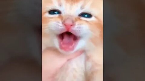 Cats and Dogs 2023 😺🐶 Funniest Animals Video #ytshorts #petvideos