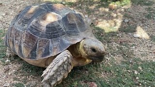 Gordo Eats Arugula | Video