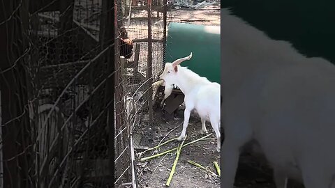 Funny old goat, chewing on a corn cob