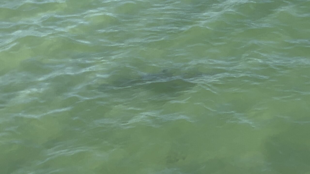 Shark at Fort De Soto March 20 2024