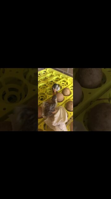 Bathed two Guinea fowl hatchlings covered in goop and popped back in incubator