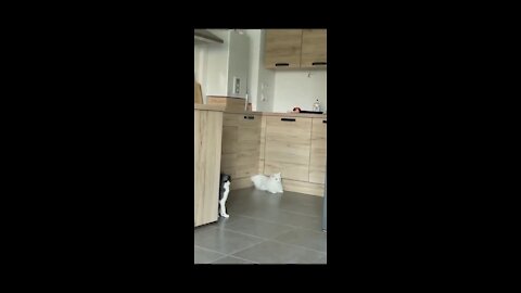 Invisible cat you must see video