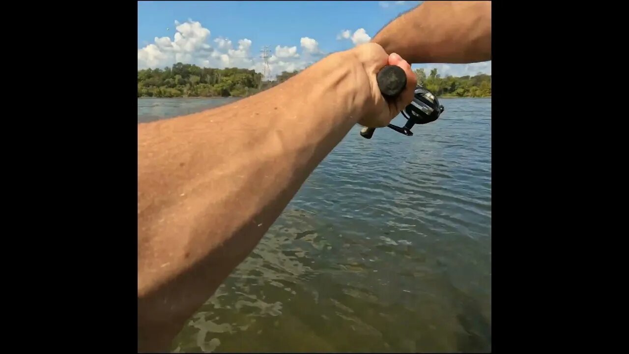 loads of bait beneath the dam