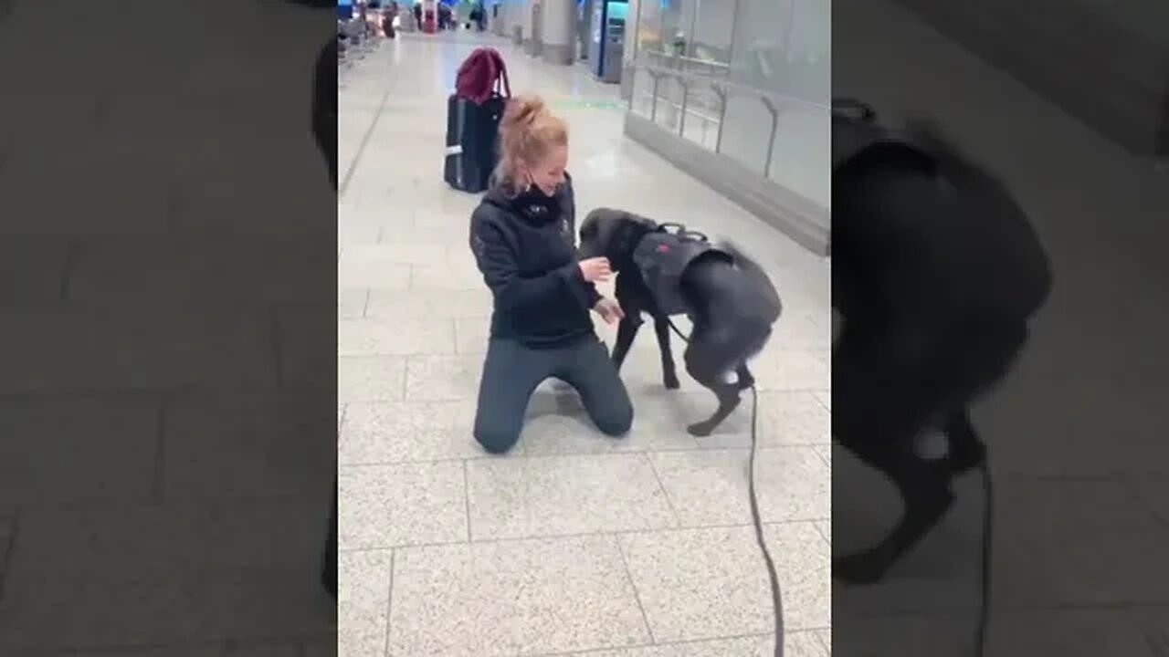 God loves to his owner #petvideos