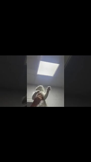 Un caza moscas 😜🤣