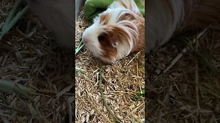 Guinea pig Fergus