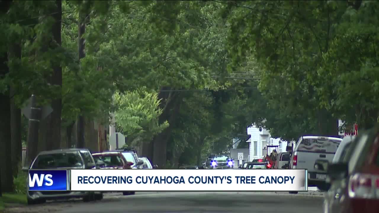 Cuyahoga County is losing trees, and it's a problem for all of us