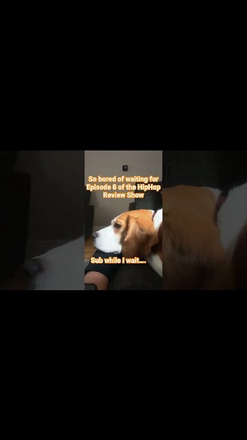 Due on 04/01/2023 🎉🎉#episode8 #fyp #hiphopmusic #follow #beagle #bored