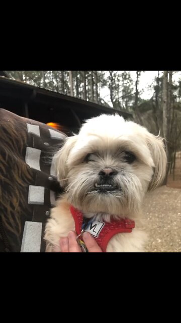 Happy Father’s Day from Yoda the Dog!