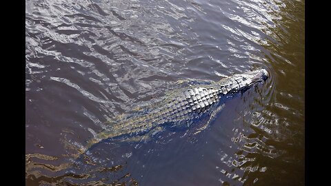 Incredible Footage of Frozen Alligator in Texas' Frigid Weather!