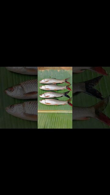 😍🐟@BENGALCOOKING #shorts #youtubeshorts #viral #viralshorts #trending #trendingshorts #fish #short