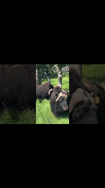 Timeline Cleanse: Musk Ox Edition #Shorts