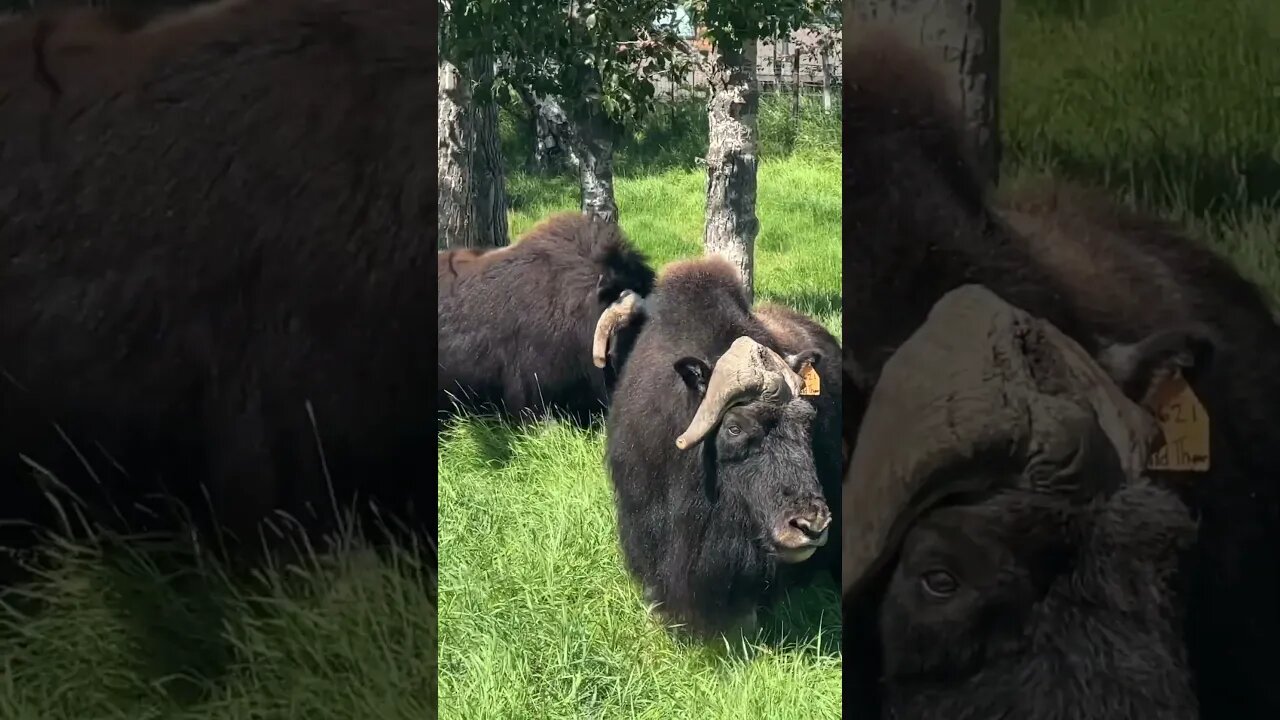 Timeline Cleanse: Musk Ox Edition #Shorts