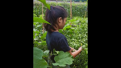 I Join a Tribe! Karo Festival. Garden Harvest. Walking at night. Fried Bananas. Land. Summer 2022
