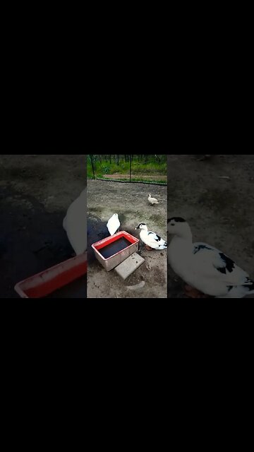 Good morning Christifer and Ezra