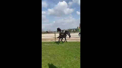 Funny horse and racing