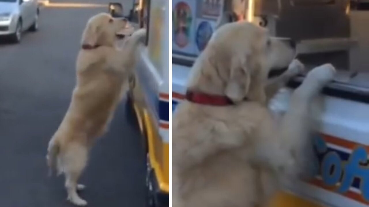 It's dog very pathfull animal taking help