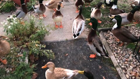 The Ducks