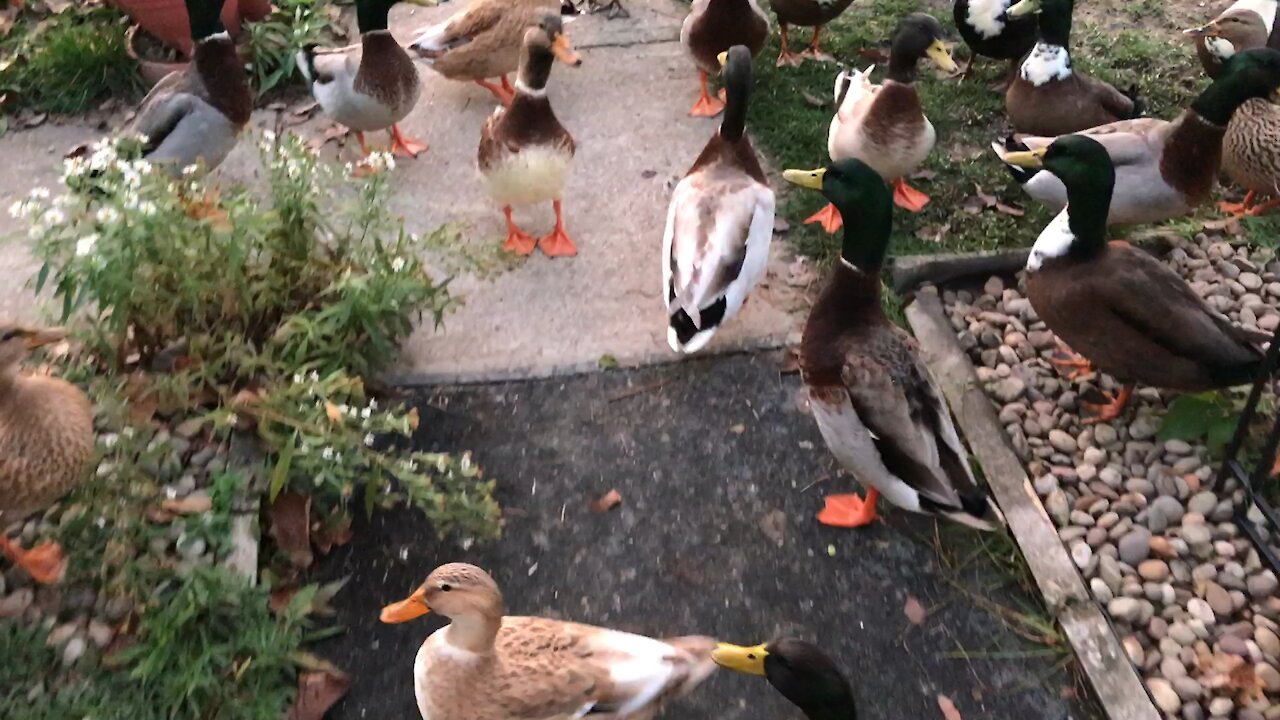 The Ducks